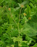 Geum macrophyllum