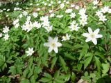 Anemone nemorosa