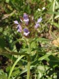Смотреть изображение Prunella vulgaris