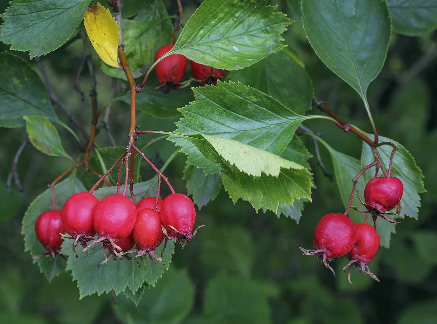 Image of genus Crataegus specimen.