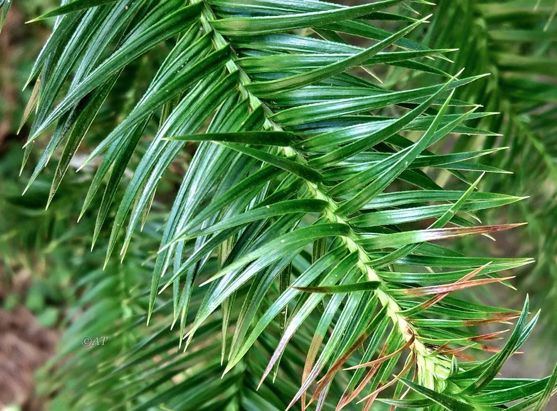 Image of Cunninghamia konishii specimen.