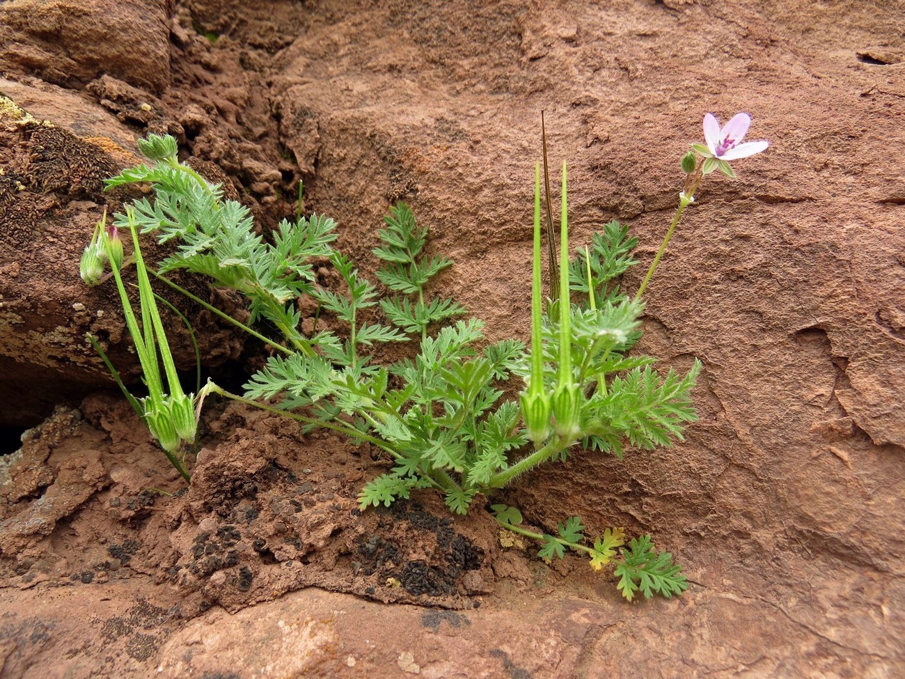 Изображение особи Erodium cicutarium.