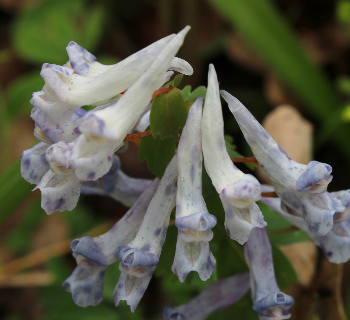 Изображение особи Corydalis solida.