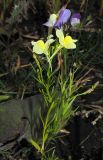 Linaria incarnata. Цветущие и плодоносящие растения на заброшенной клумбе. Новосибирск. 07.10.2010.