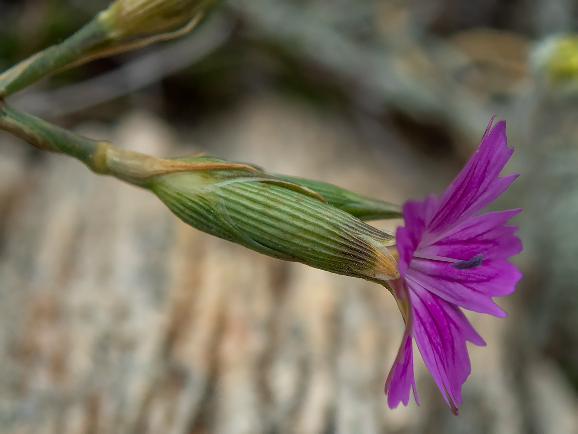 Изображение особи Dianthus diffusus.