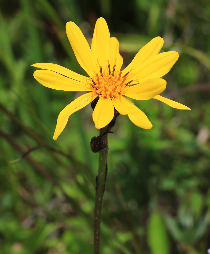 Изображение особи Ligularia calthifolia.