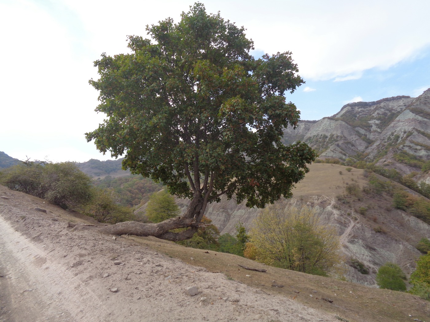 Image of Acer campestre specimen.