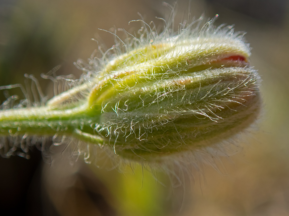 Image of Crepis rhoeadifolia specimen.