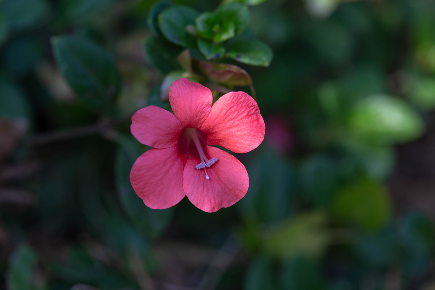 Image of Barleria repens specimen.