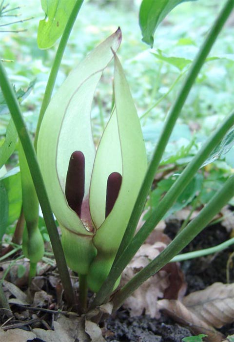 Image of Arum orientale specimen.