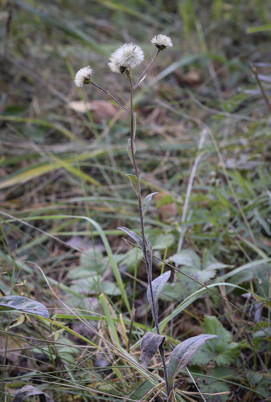 Изображение особи Aster amellus.