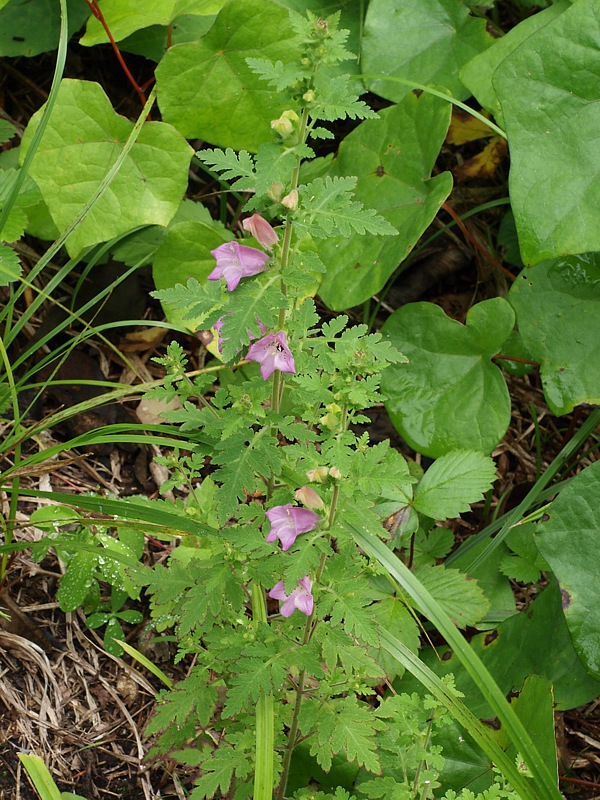 Image of Phtheirospermum chinense specimen.