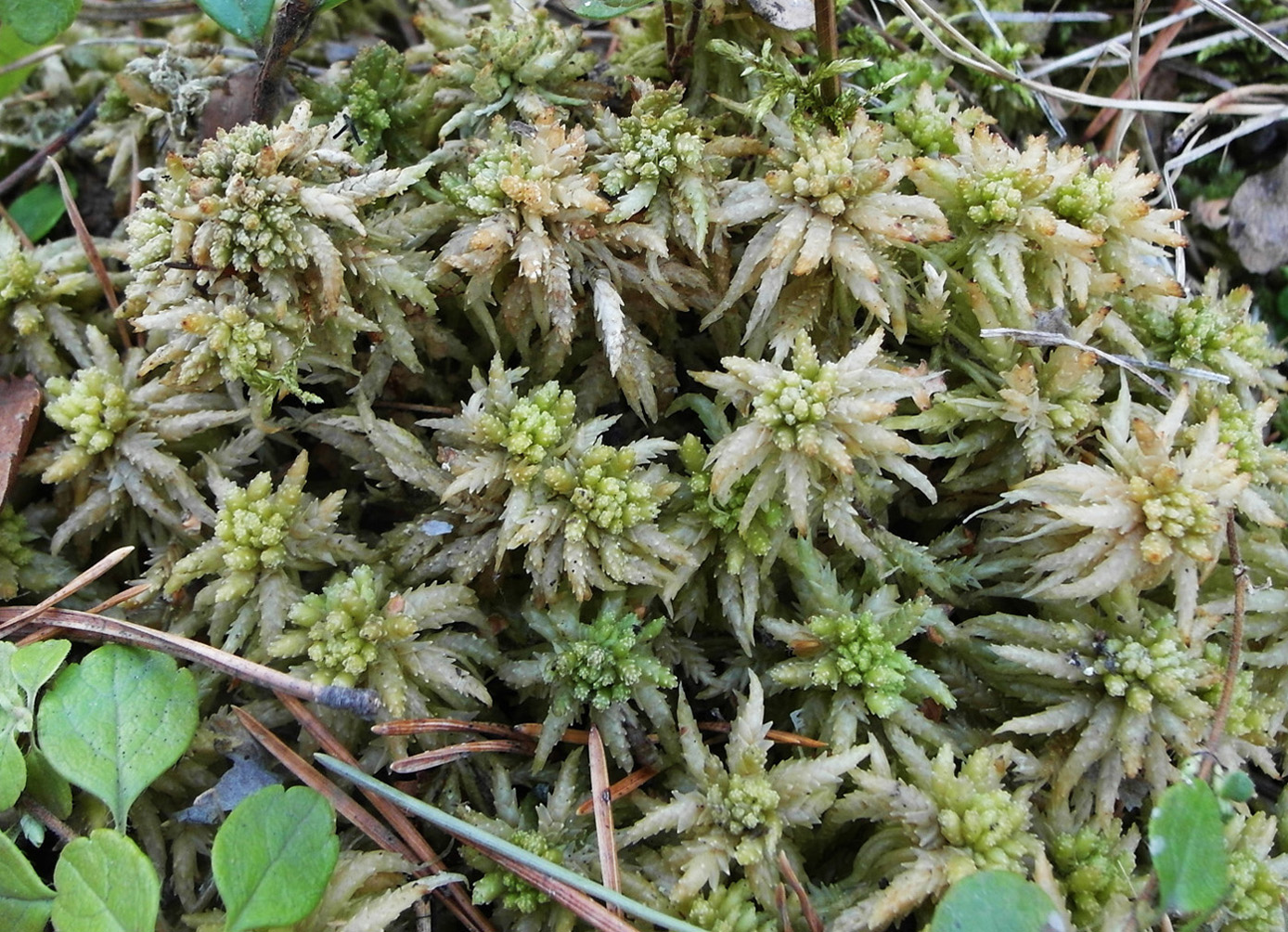 Image of Sphagnum centrale specimen.