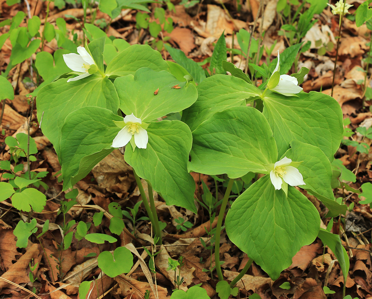 Image of Trillium &times; komarovii specimen.