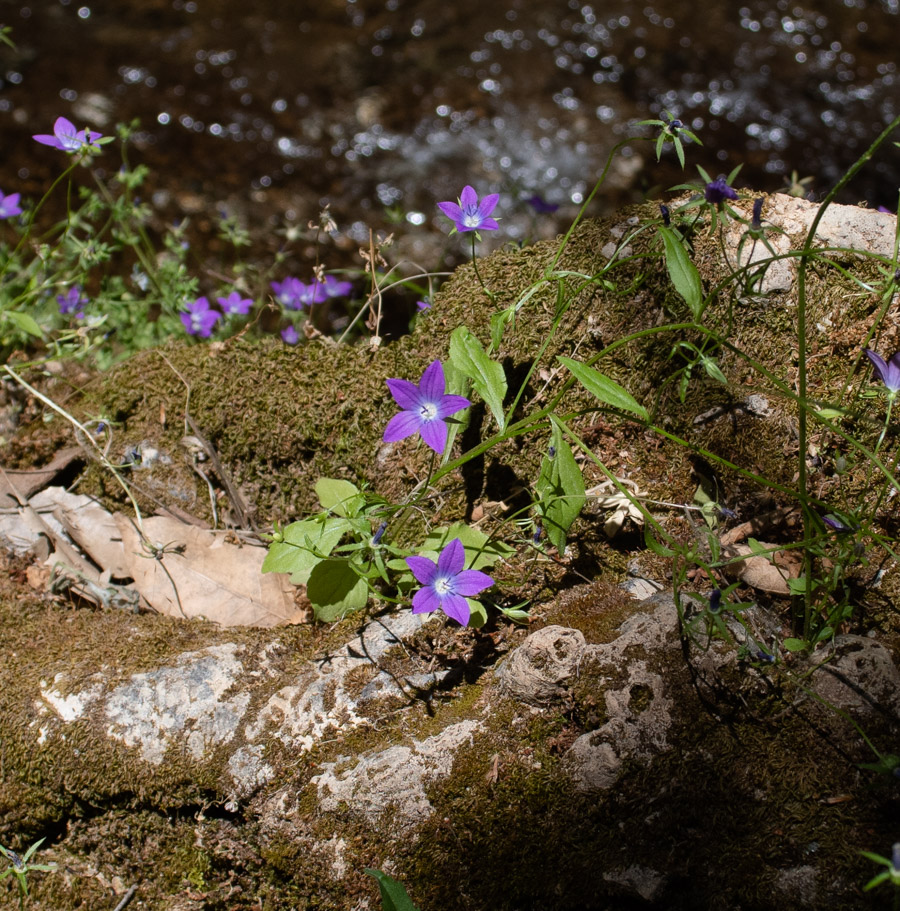 Image of Campanula sidoniensis specimen.