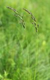 Calamagrostis neglecta. Верхушки цветущих растений. Приморский край, Ольгинский р-н, окр. пгт Ольга, устье р. Аввакумовка на левом берегу, осоковое болото с Carex meyeriana. 09.07.2022.