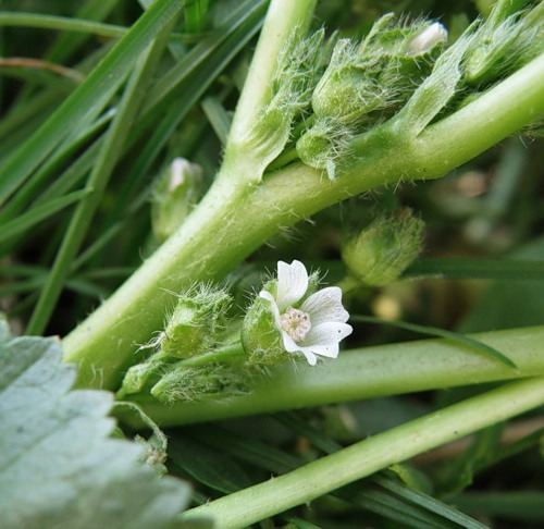 Image of Malva pusilla specimen.