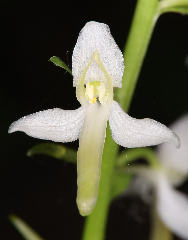 Изображение особи Platanthera bifolia.