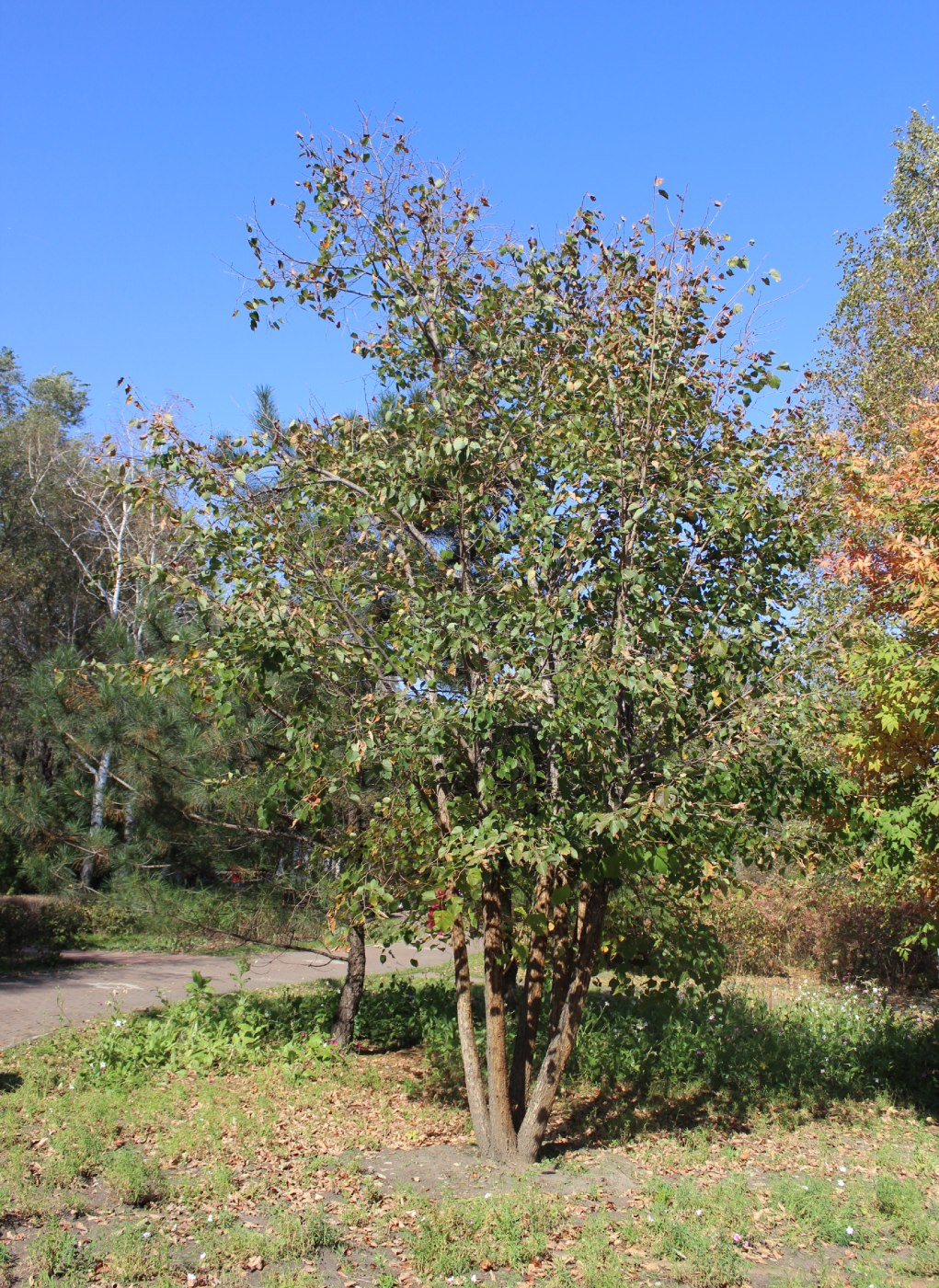 Изображение особи Tilia paucicostata.