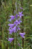 Campanula rapunculoides