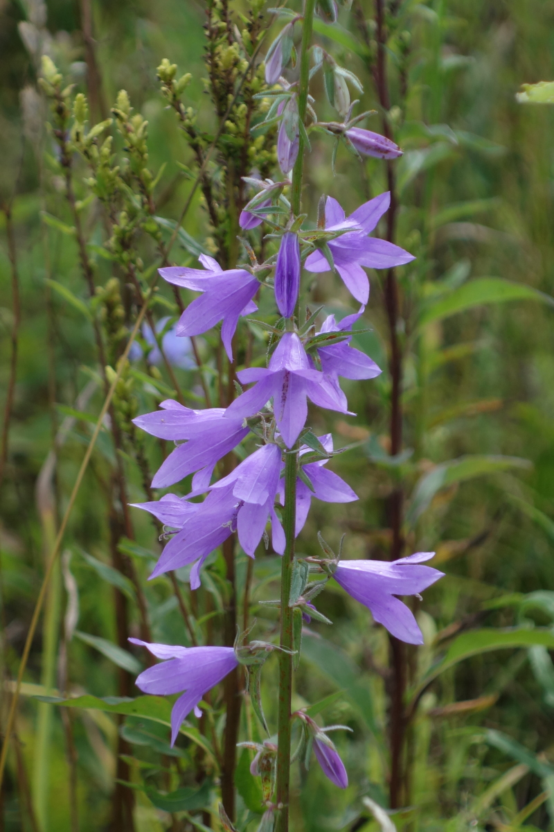 Изображение особи Campanula rapunculoides.