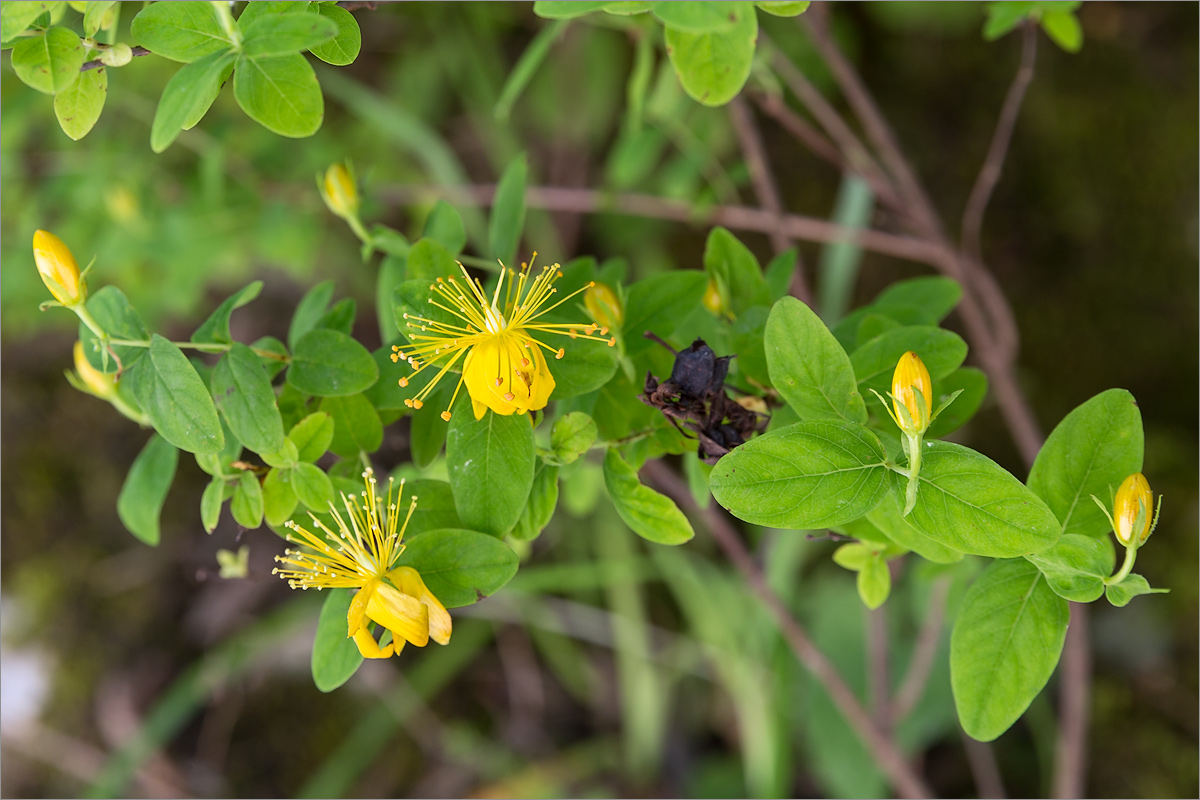 Image of Hypericum xylosteifolium specimen.