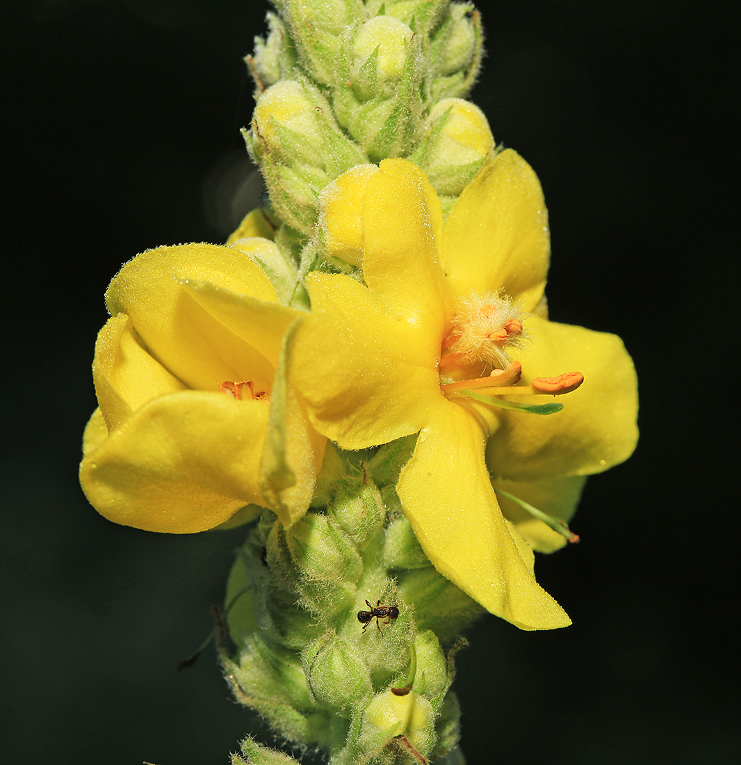 Image of Verbascum densiflorum specimen.