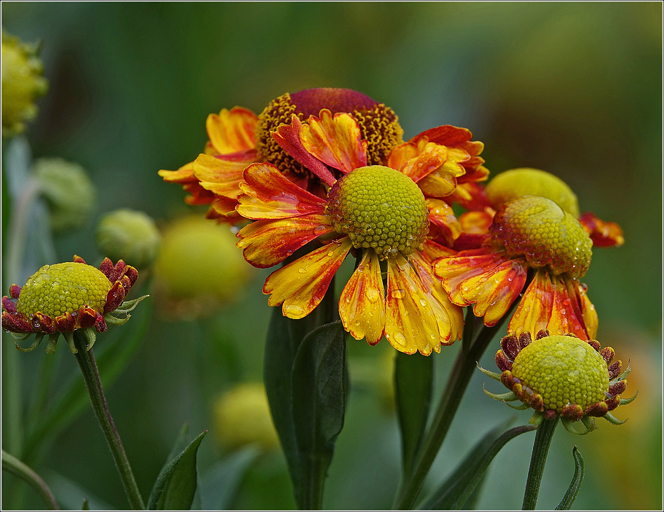 Изображение особи Helenium autumnale.