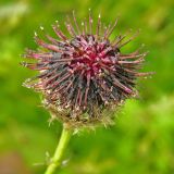 Смотреть изображение Centaurea calocephala