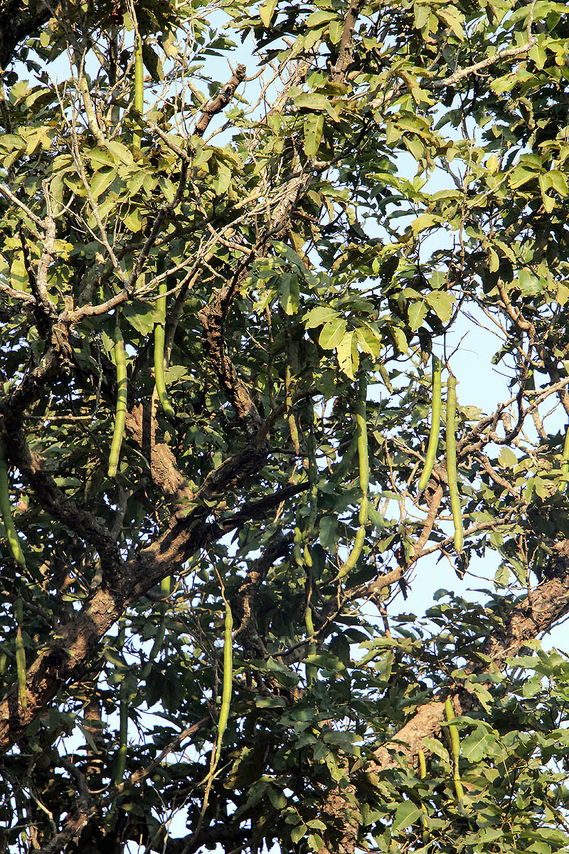 Image of Cassia fistula specimen.