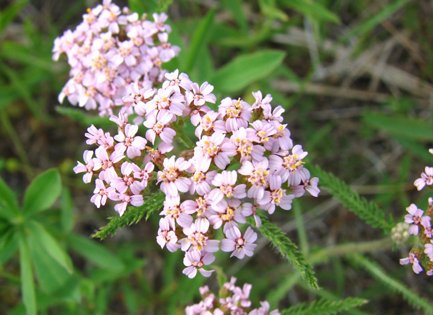 Изображение особи род Achillea.