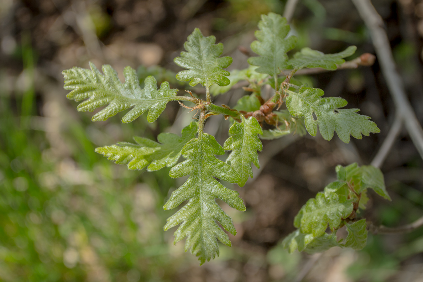 Изображение особи Quercus pubescens.