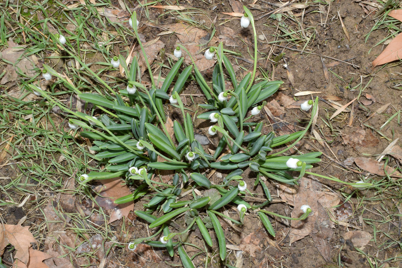 Image of Galanthus plicatus specimen.