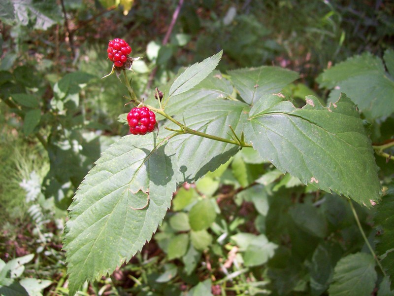 Image of Rubus nessensis specimen.