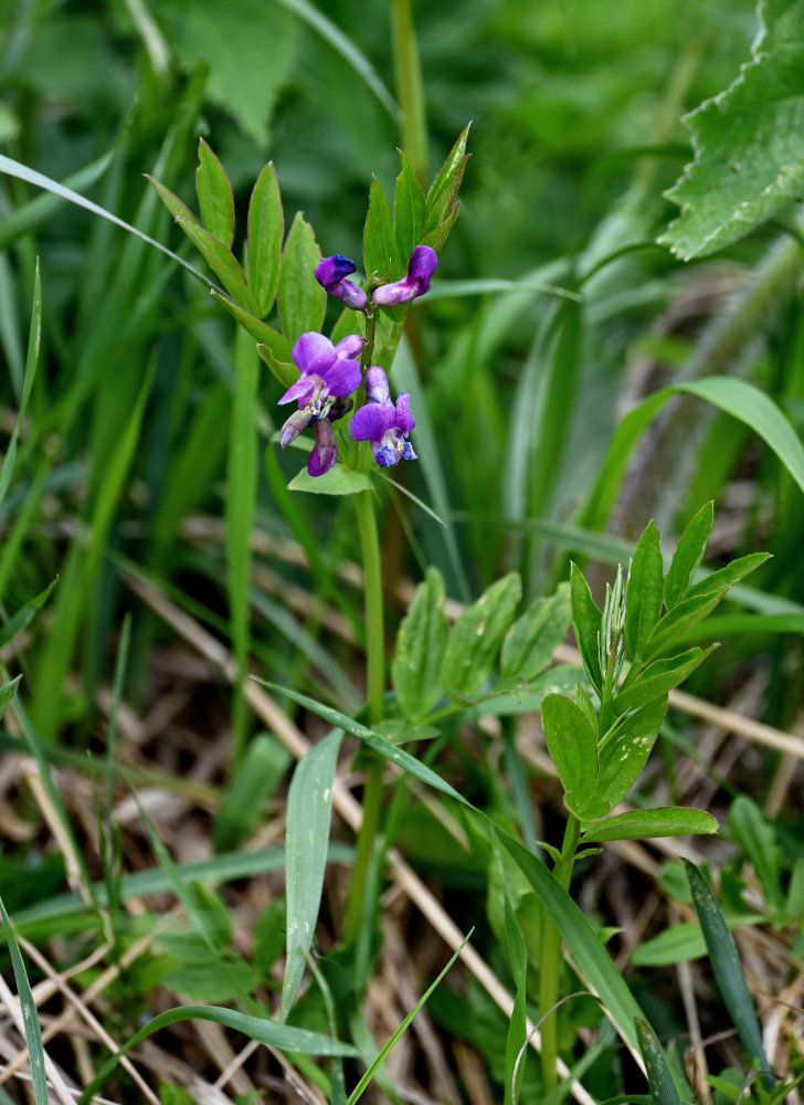 Изображение особи Lathyrus frolovii.