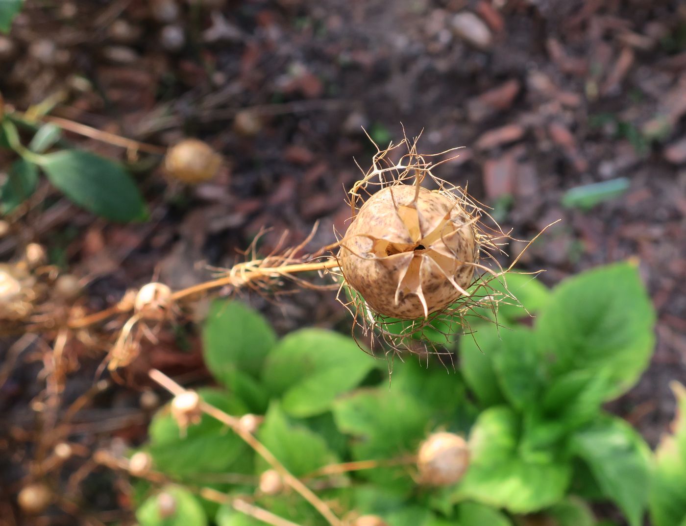 Image of Nigella damascena specimen.