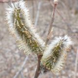 Salix gracilistyla. Часть побега с мужскими соцветиями. Хабаровский край, окр. г. Комсомольск-на-Амуре, смешанный лес. 29.04.2023.