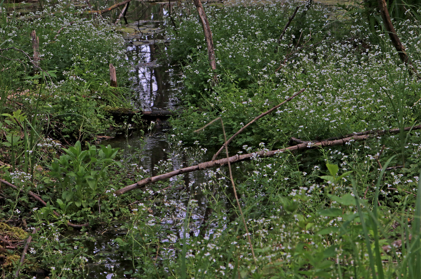 Изображение особи Cardamine amara.