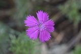 genus Dianthus. Цветок. Челябинская обл., Кыштымский городской округ, оз. Сугомак, северный берег, вершина Голой Сопки, остепнённый участок. 3 июля 2023 г.