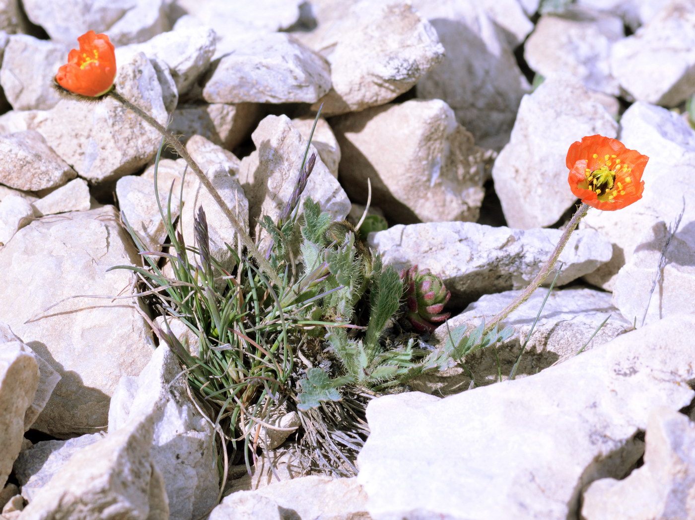 Изображение особи род Papaver.