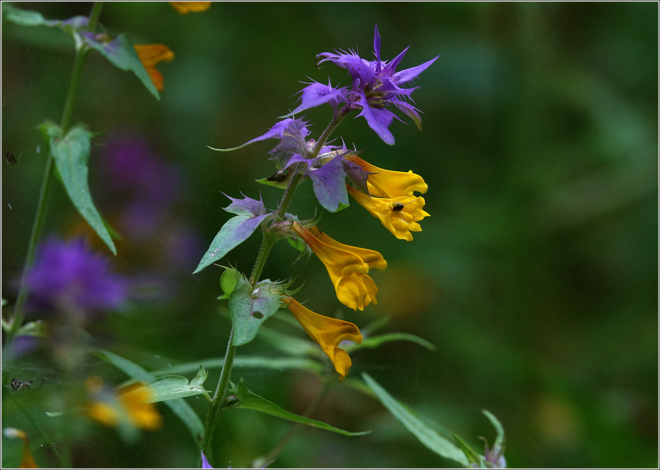 Image of Melampyrum nemorosum specimen.