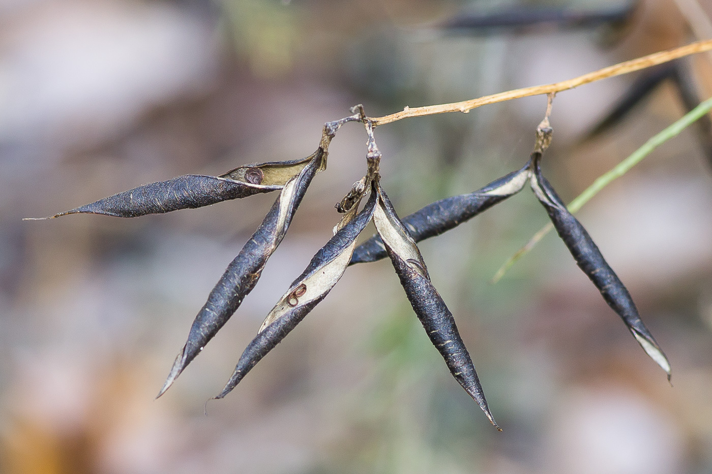 Image of Vicia sylvatica specimen.