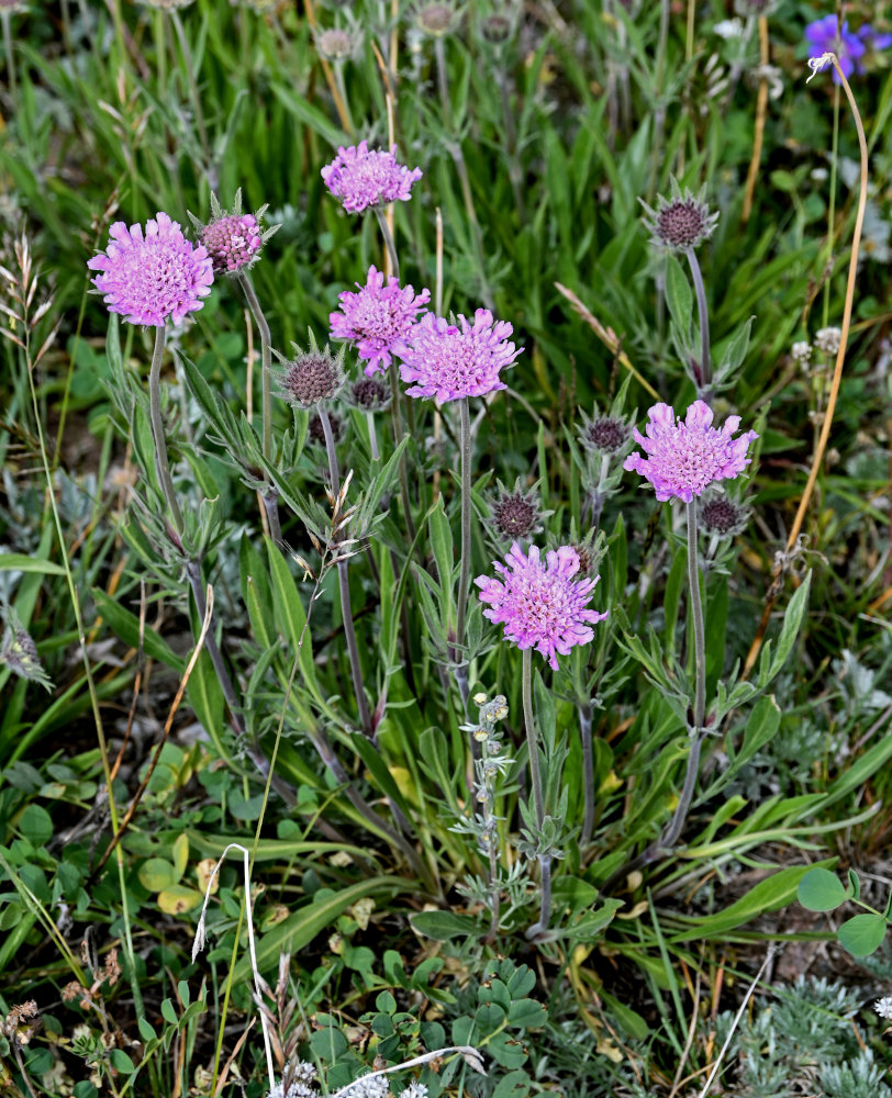 Image of Lomelosia alpestris specimen.