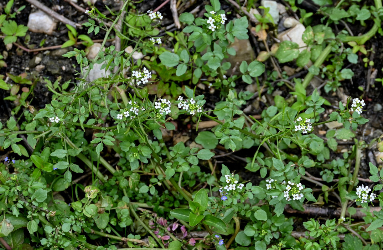 Image of Nasturtium officinale specimen.