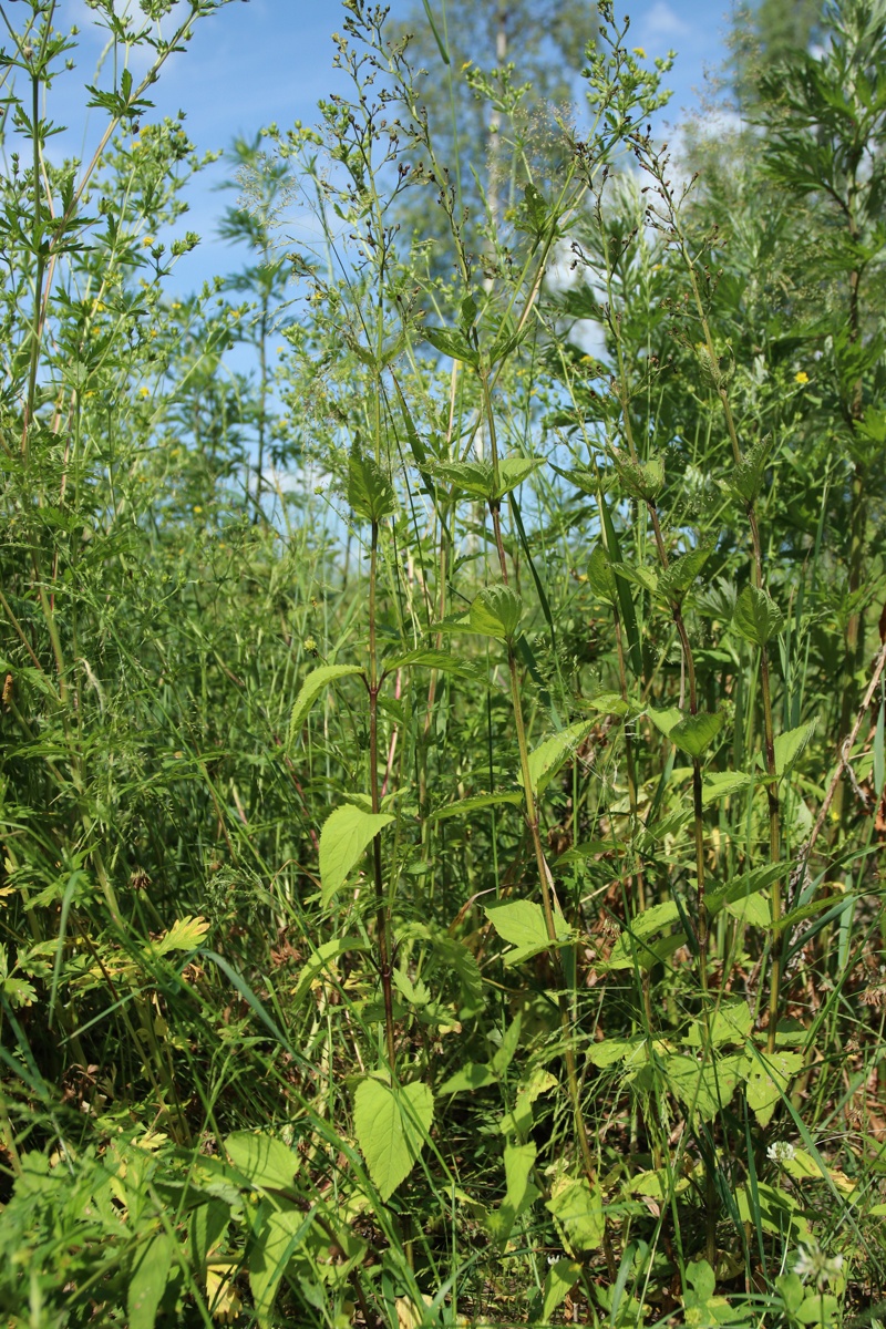 Image of Scrophularia nodosa specimen.