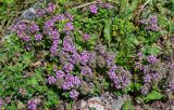 genus Thymus. Цветущие растения в сообществе с Alchemilla и Taraxacum. Ингушетия, Джейрахский р-н, перевал Цей-Лоам, ≈ 2200 м н.у.м., каменистый участок лугового склона. 24.07.2022.