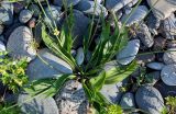 Plantago lanceolata. Розетка листьев отцветающего растения. Грузия, Аджария, г. Батуми, каменистый пляж. 17.06.2023.