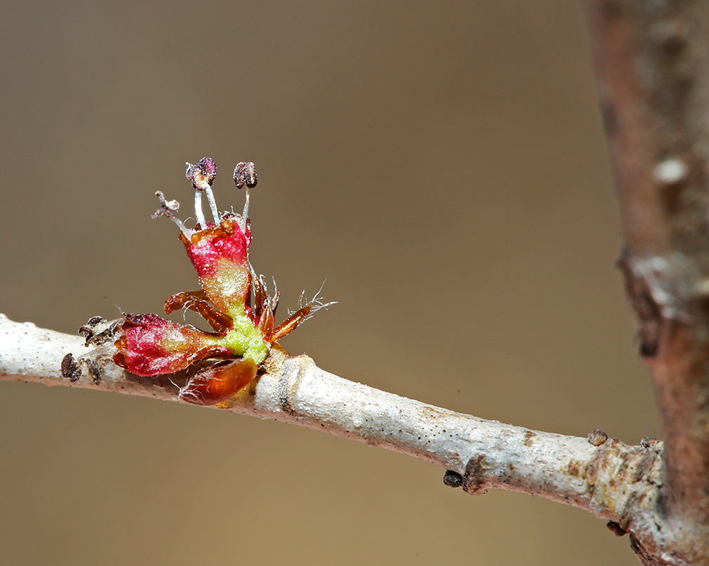 Image of Ulmus pumila specimen.