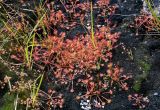 Drosera rotundifolia. Плодоносящие растения в сообществе с Carex. Курильские о-ва, о-в Кунашир, кальдера вулкана Головнина, берег оз. Кипящее, поросший мхами топкий участок берега. 20.08.2022.