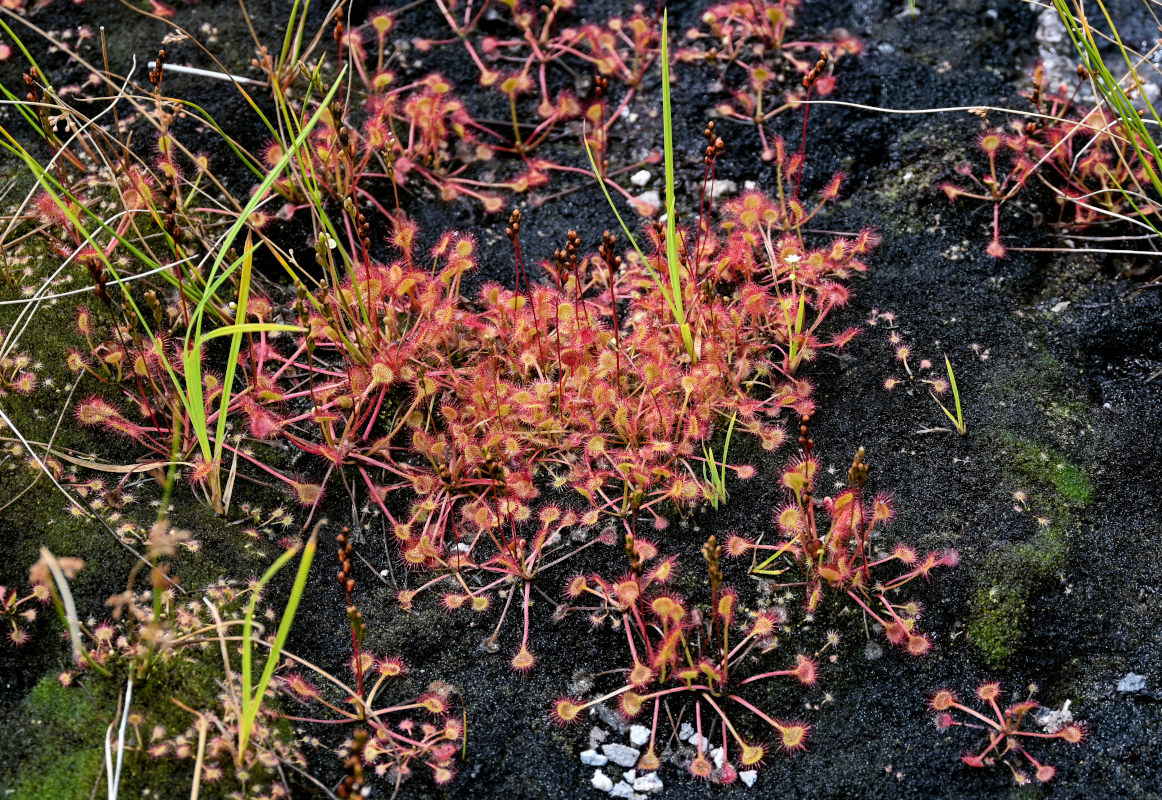 Image of Drosera rotundifolia specimen.